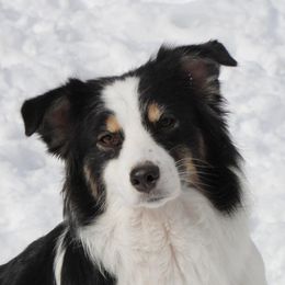 Livi - Australian Shepherd