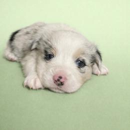 Jack - Blue male Pembroke Welsh Corgi puppy in Ramona, Oklahoma from Eden Farms Corgis