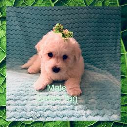 Green Tag - White and buff male Bichon Frise puppy in Bay Saint Louis, Mississippi from Laurent’s Bichon Frise Puppies
