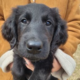 Girl 2 - Black Flat-Coated Retriever puppy in Jackson, Wisconsin from Stonewall Retrievers