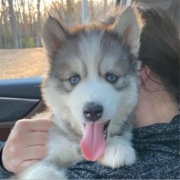 Siberian Husky Puppies from Davis Family Siberian Huskies