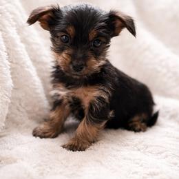 Thayer - Black and tan male Yorkshire Terrier puppy in Iron Mountain, Michigan from Celestial Family Terriers (Yooper Yorkies)