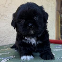 Puppy blue - Black male Shih Tzu puppy in Downey, California from Cali shih tzu
