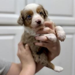 Lou Lou - Red merle female Australian Shepherd puppy in Odessa, Texas from Yucca Blossom Pups