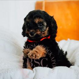 Orange collar - Black and tan male Cockapoo puppy in Missoula, Montana from Big Sky Cockapoos