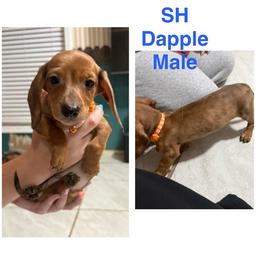 Boy 1 - Dapple male Dachshund puppy in Houma, Louisiana from Portier’s Mini Dachshunds