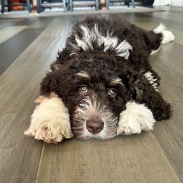 Assorted Doodle Crosses, Australian Labradoodle, Bernedoodle, Goldendoodle, and Labradoodle All Grown Up from Erica’s Doodles