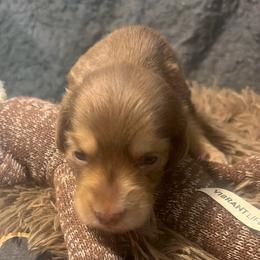 Cadbury - Dapple female Dachshund puppy in Bigfork, Minnesota from Dachshunds Up North