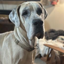 Cleo - Great Dane
