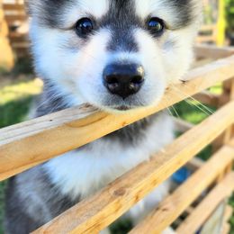 Bodhi - Wolf sable Pomsky puppy in Kennewick, Washington from Nebula Ranch Pomskies