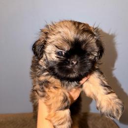 Puppy 3 - Chocolate and tan male Shih Tzu puppy in Lynnwood, Washington from Caroline's Shih Tzus