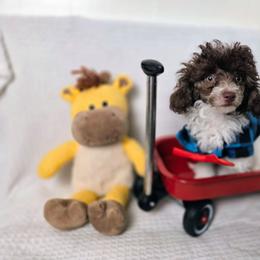 Ollie - Parti male Poodle puppy in Cornelia, Georgia from Yates Family Farm