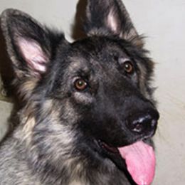 Shiloh Shepherds from Imladris Shilohs