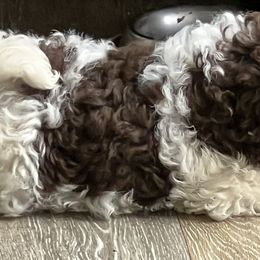 Cavapoos from Jane Wells