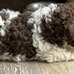 Cavapoos from Jane Wells