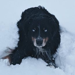Cash - Australian Shepherd