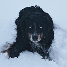 Cash - Australian Shepherd