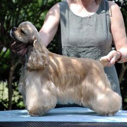 Jolly - Cocker Spaniel