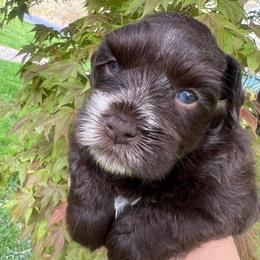 Mia - Liver female Miniature Schnauzer puppy in Grayson, Kentucky from Seventh Heaven Schnauzers