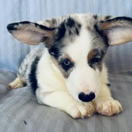 Apollo 2 - Blue merle and white male Cardigan Welsh Corgi puppy in Huntington Beach, California from Gingerbread