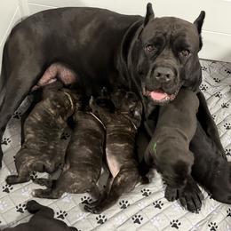 4th Pick MALE - male Cane Corso puppy in Crossville, Tennessee from CANE CORSO DI DROGHEDA