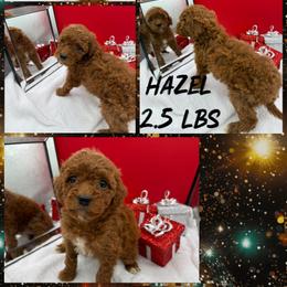 Hazel - Red  female Goldendoodle puppy in Wayland, New York from Loris Pampered Pooches💕