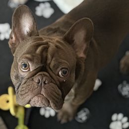 Bandit - French Bulldog