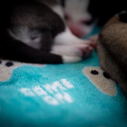 Siberian Husky Puppies from Ivie Huskies