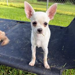 Sasha - Chihuahua
