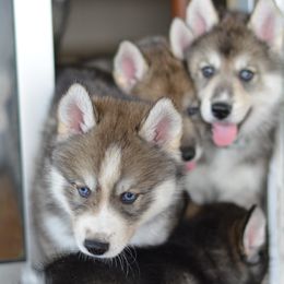 Siberian Husky Puppies from SoFlo Siberians