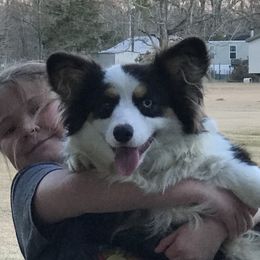 Cruella  - Pembroke Welsh Corgi