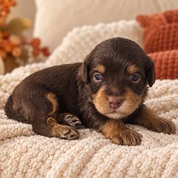 Caramel - Chocolate female Cavapoo puppy in Floyd, Virginia from Hearts and Paws Poodles and Doodles