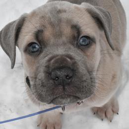 Lilac - Gray and fawn female Cane Corso puppy in Sault Ste Marie, Michigan from Willow Creek Cane Corsos