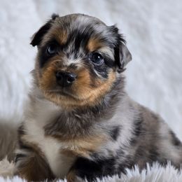 MM.BMF1 - Blue merle female Miniature Australian Shepherd puppy in Deer Lodge, Tennessee from KSH Aussie Haven