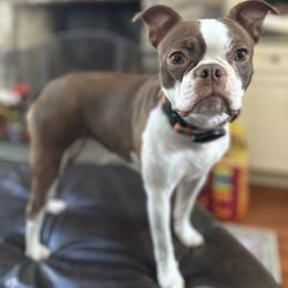 Stella - Boston Terrier