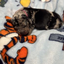 Tesla (pink) - Dapple female Dachshund puppy in Turlock, California from Valley Bassets & Dachshunds