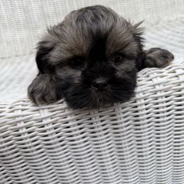Sweetums - Brindle female Cavatzu puppy in Saint Paul, Minnesota from Amy’s Puppy Tzu