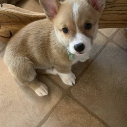 Pembroke Welsh Corgi Puppies from Gold Country Pups
