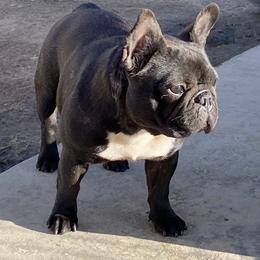 Dachshunds and French Bulldogs from ByDezyne