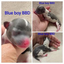 BBD - Blue male Italian Greyhound puppy in Babson Park, Florida from Quality Italian Greyhounds