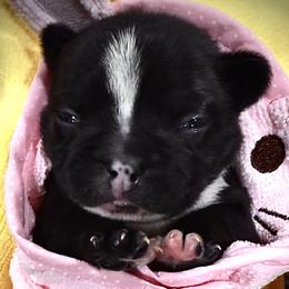 Black with White Stripe - Black and white female French Bulldog puppy in Wellington, Colorado from Blood Family Frenchies and Bouvs