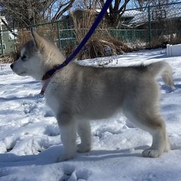 Alaskan Malamute Puppies from Alpenglow Alaskan Malamutes