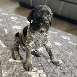 Hobo - Black roan male German Shorthaired Pointer puppy in Hot Springs, Virginia from Thunder Mountain Gun Dogs
