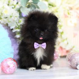 AKC Black (Runt) Henrik - Black male Pomeranian puppy in Santa Rosa, California from Cute California Poms