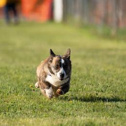 Rei - Cardigan Welsh Corgi