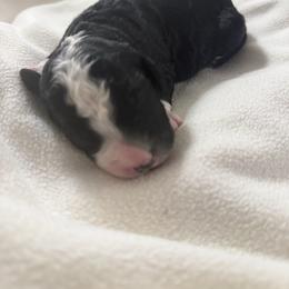 Pickles - Black and white male Bernedoodle puppy in Silver Lake, Indiana from ‘Mut’zger Doodles