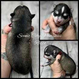 Rizzo - Silver and white female Pomsky puppy in Rossville, Georgia from Scenic City Pomskies