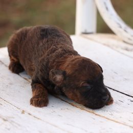 Jones - Red male Whoodle puppy in West Bend, Iowa from Blue Skies Terriers