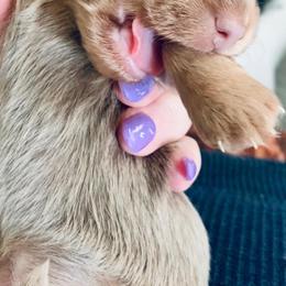 Dachshund Puppies from Meldox