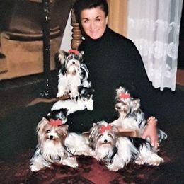 Biewer Terrier Puppies from Butterfly Biewers